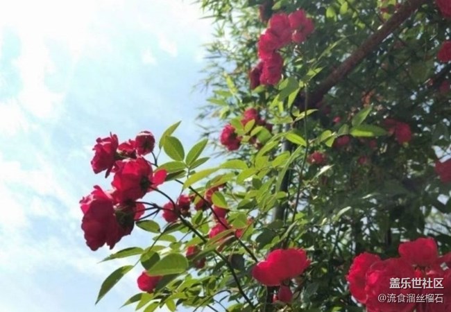 【行旅閱山河】花園