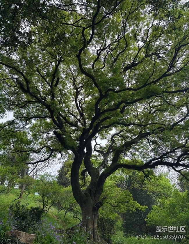 【行旅閱山河】古樹