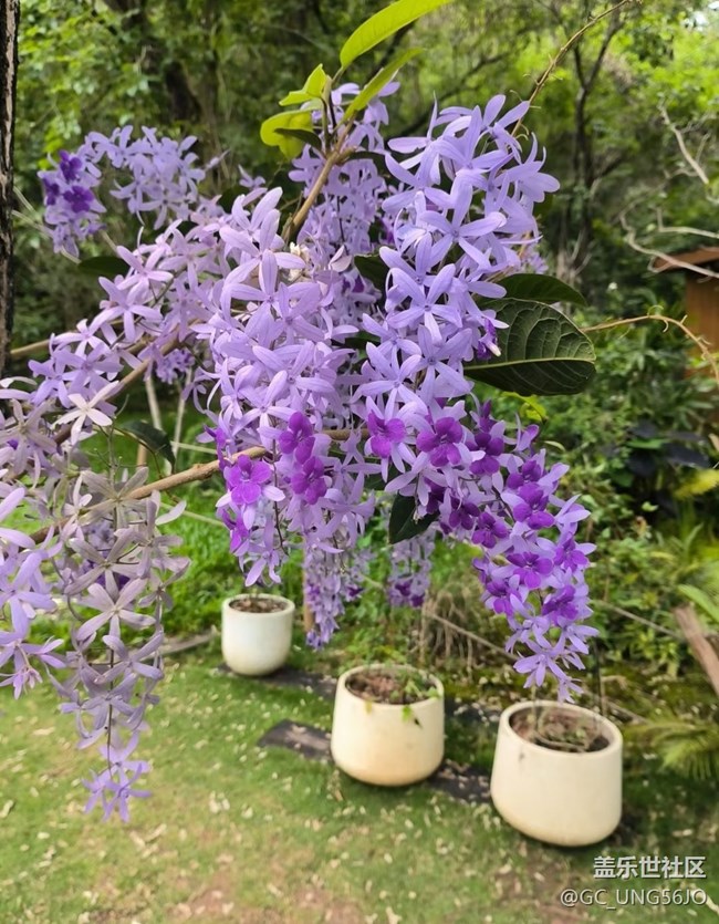 【行旅閱山河】花開正旺