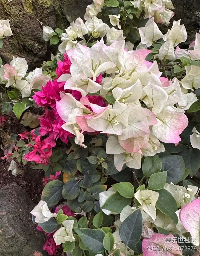 【行旅閱山河】植物園
