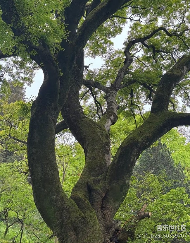 【行旅閱山河】古樹