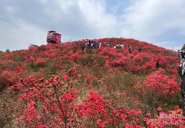 【行旅閱山河】滿山杜鵑