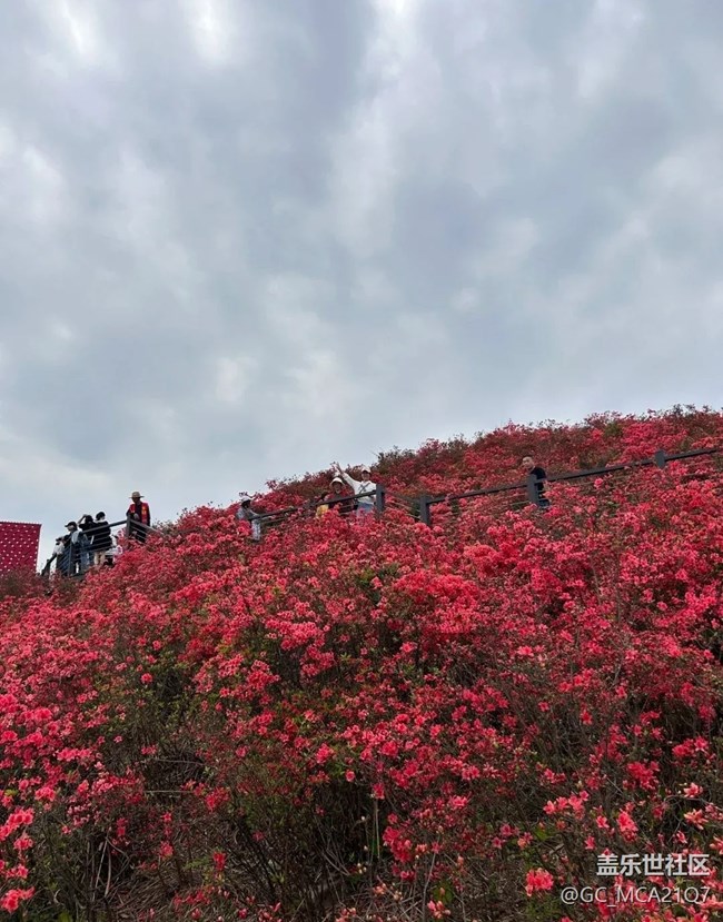 【行旅閱山河】滿山杜鵑