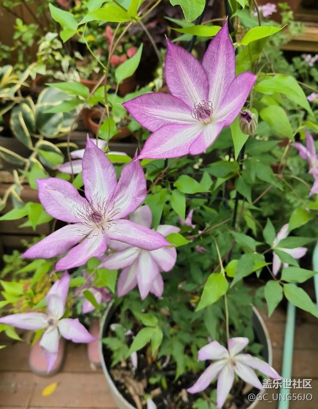 【行旅閱山河】花開正旺