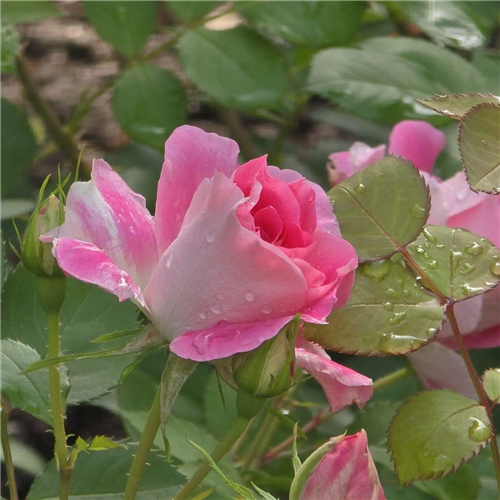 【聚焦四月】雨后玫瑰园