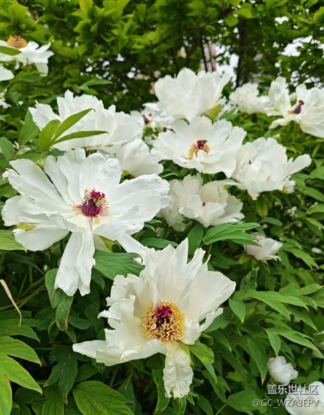 【行旅閱山河】看看花