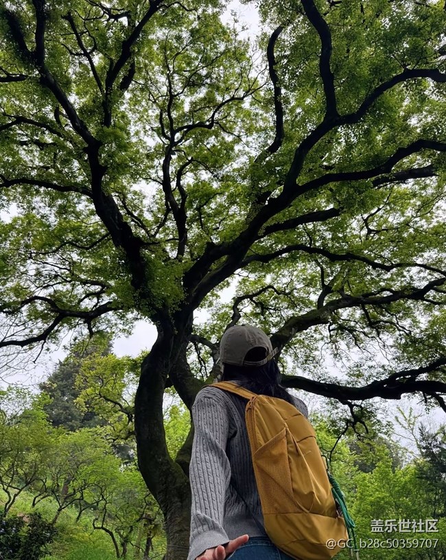 【行旅閱山河】古樹