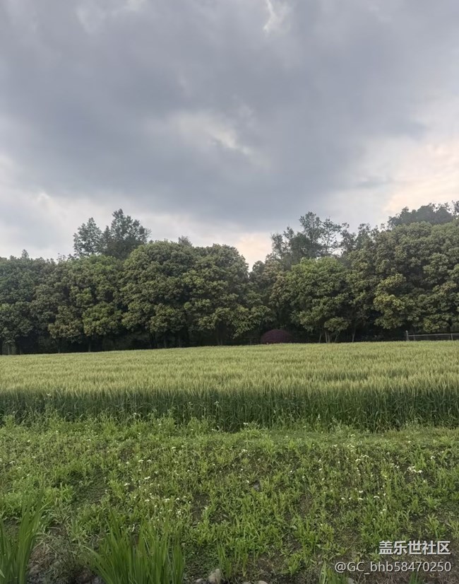 【行旅閱山河】油菜園