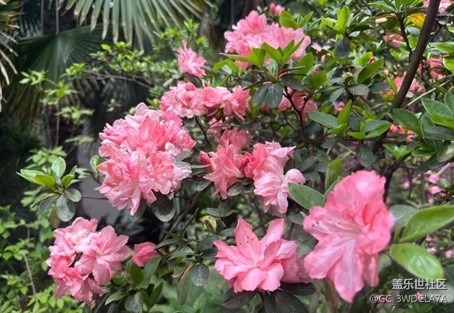 【行旅閱山河】百花爭艷