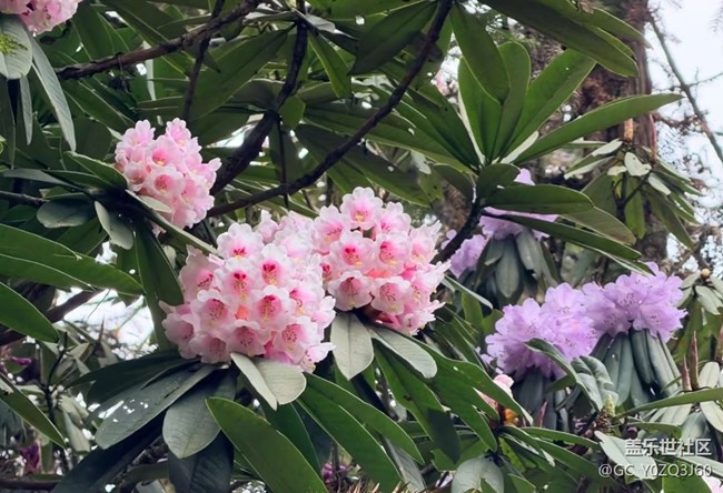【行旅閱山河】周邊賞花