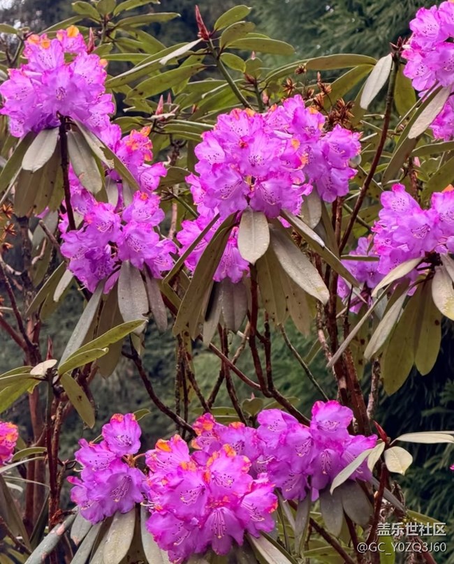 【行旅閱山河】周邊賞花