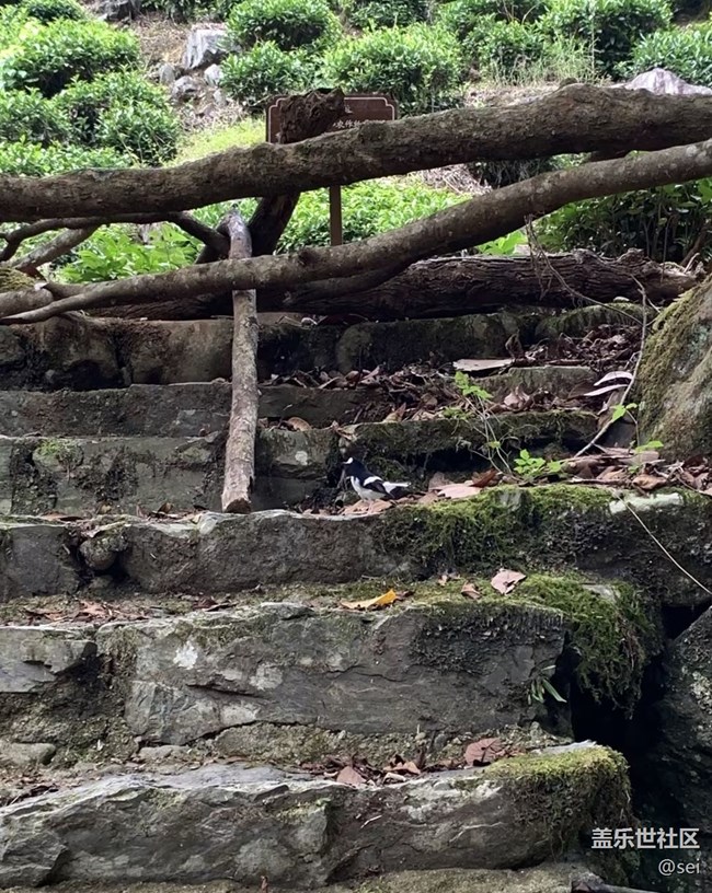 【行旅閱山河】大好河山