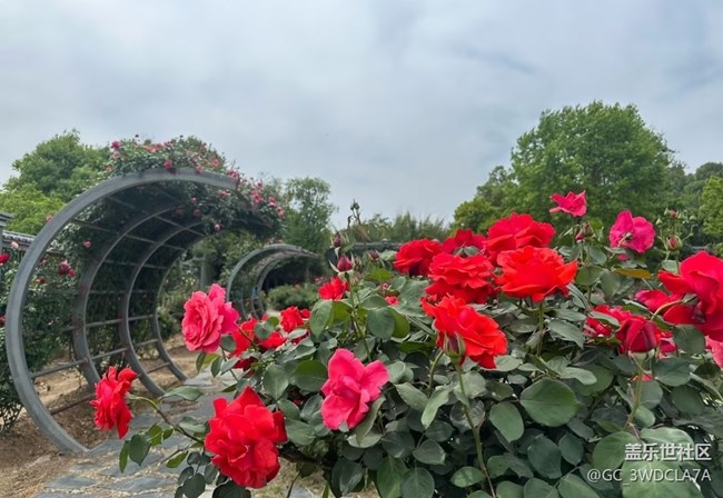 【行旅閱山河】百花爭艷