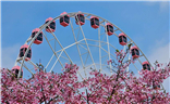 【行走的风景】+樱花树和摩天轮