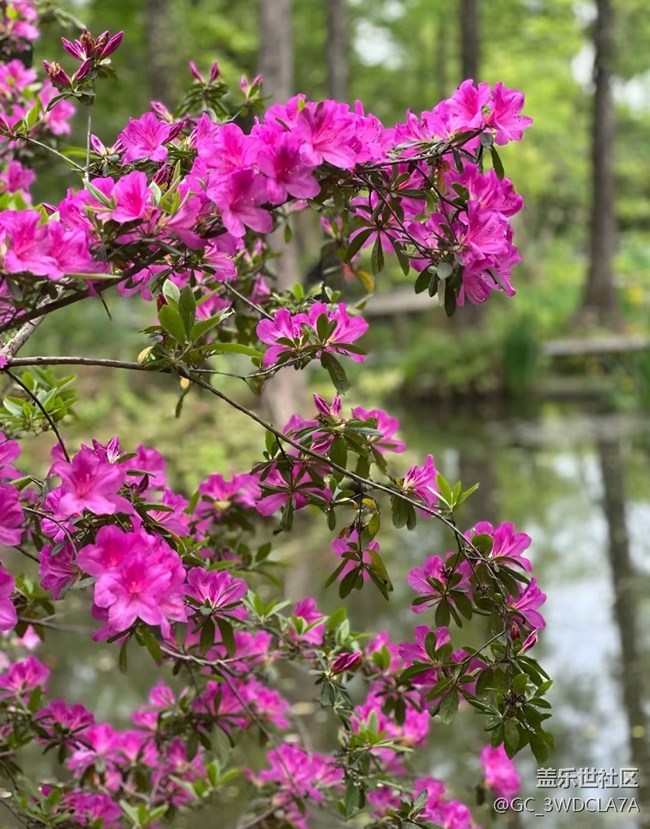 【行旅閱山河】百花爭艷