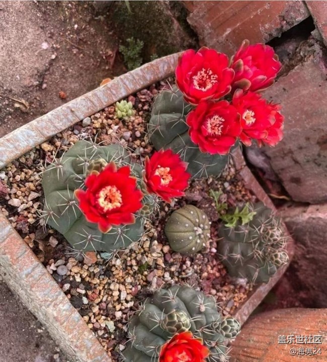 【行旅閱山河】開花