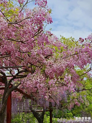 【城市映像】+嘉定紫藤公園