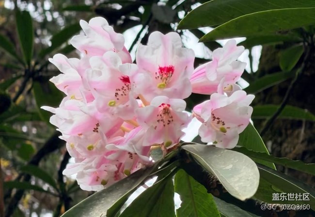 【行旅閱山河】周邊賞花