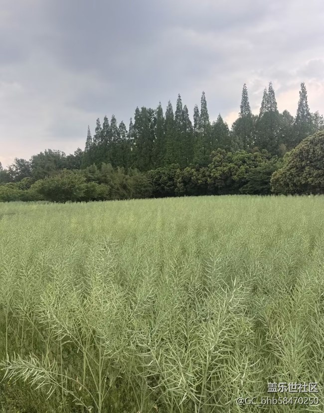 【行旅閱山河】油菜園