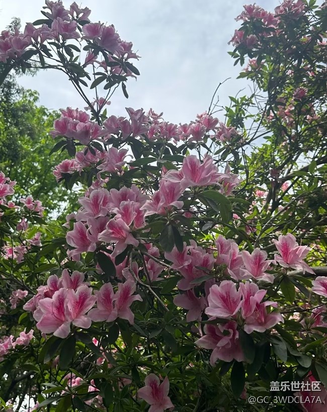 【行旅閱山河】百花爭艷