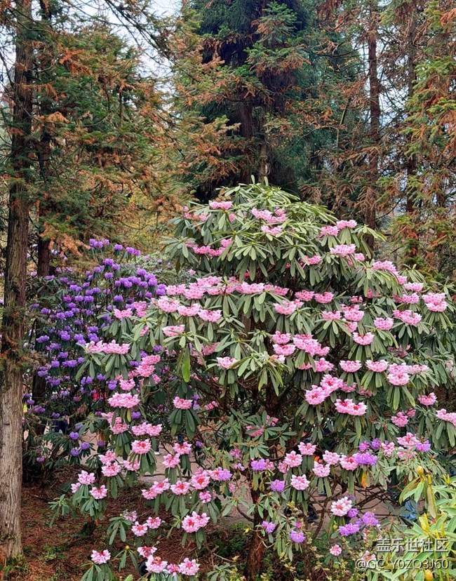 【行旅閱山河】周邊賞花
