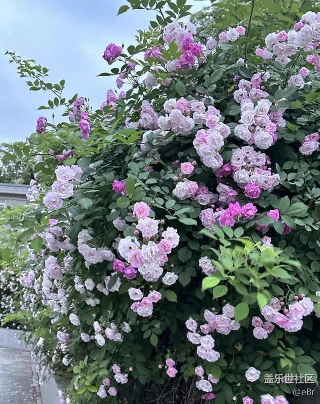 【行旅閱山河】拍春天