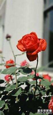 一花一世界