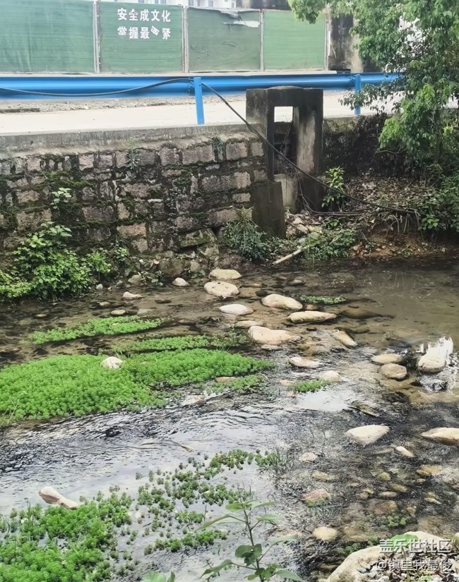 【行旅閱山河】綠樹成蔭