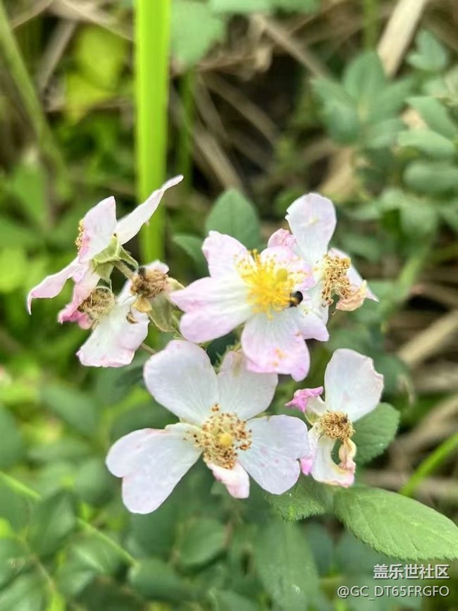 【行旅閱山河】村花
