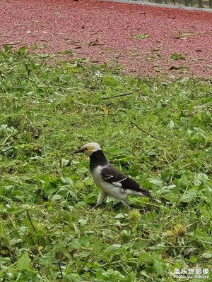 【城市映像】闖進(jìn)鏡頭里的黑領(lǐng)椋鳥