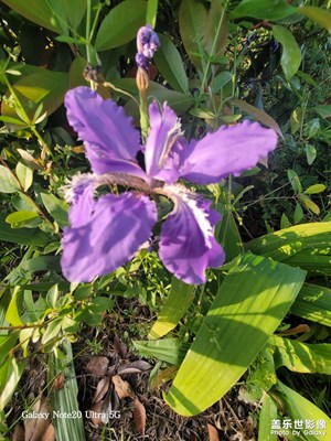 鳶尾花