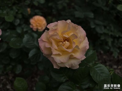 春暖花香