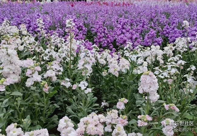 【行旅閱山河】花叢