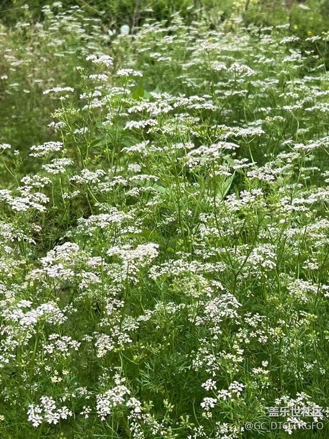 【行旅閱山河】村花