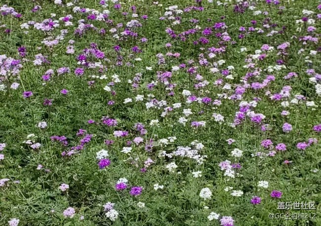 【行旅閱山河】花叢