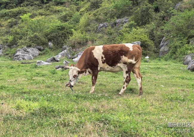 【行旅閱山河】放牛