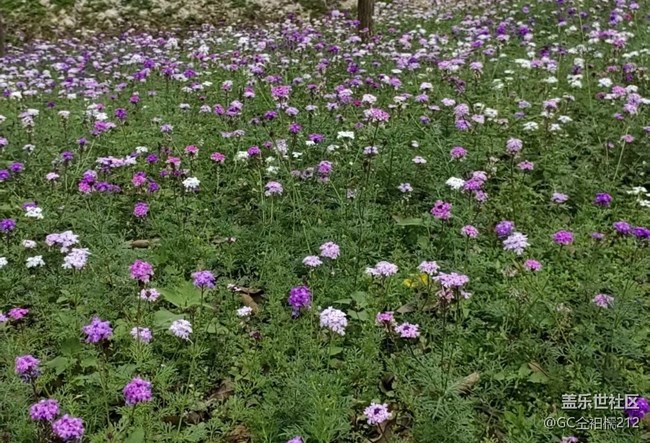 【行旅閱山河】花叢