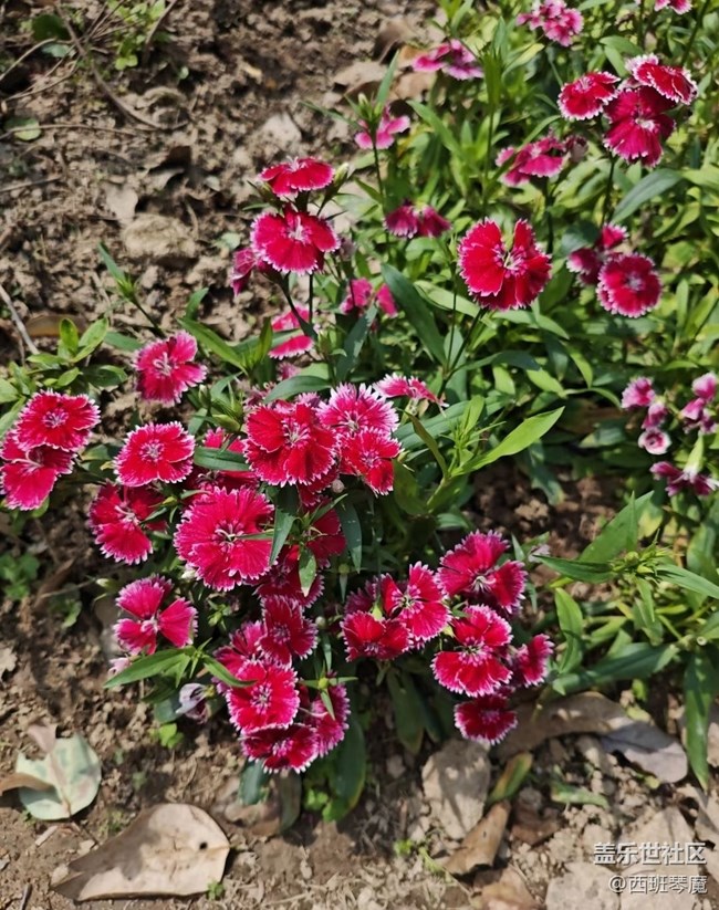 【行旅閱山河】花季