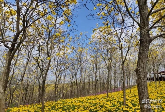 【行旅閱山河】風(fēng)鈴花木
