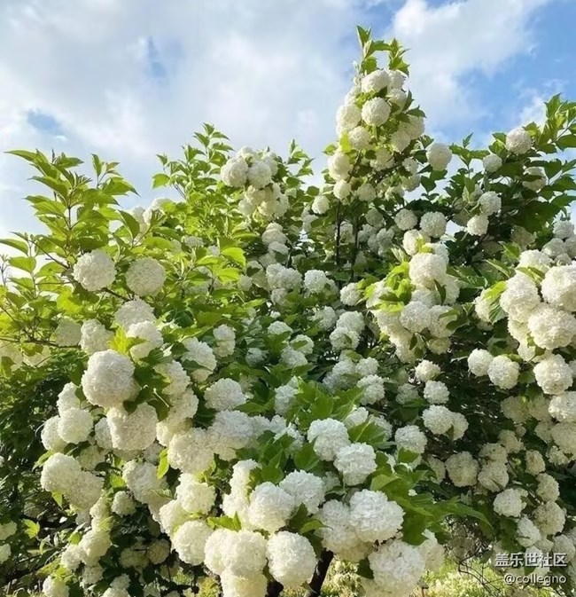 【行旅閱山河】木繡球