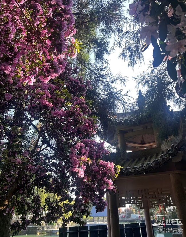 【行旅閱山河】開花