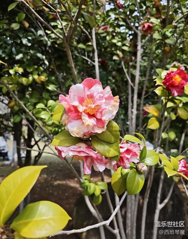 【行旅閱山河】花季