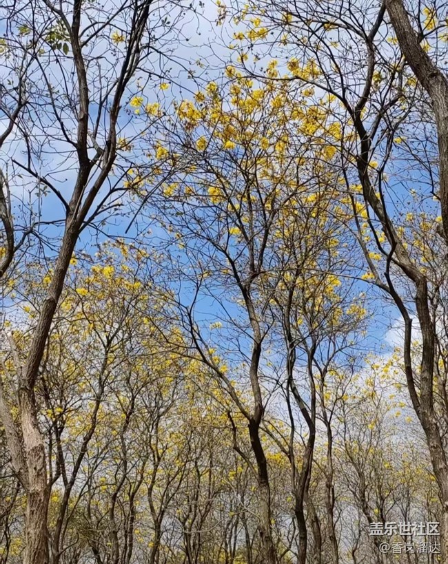 【行旅閱山河】風(fēng)鈴花木