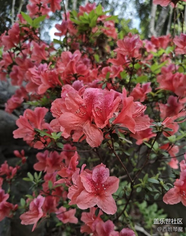 【行旅閱山河】花季