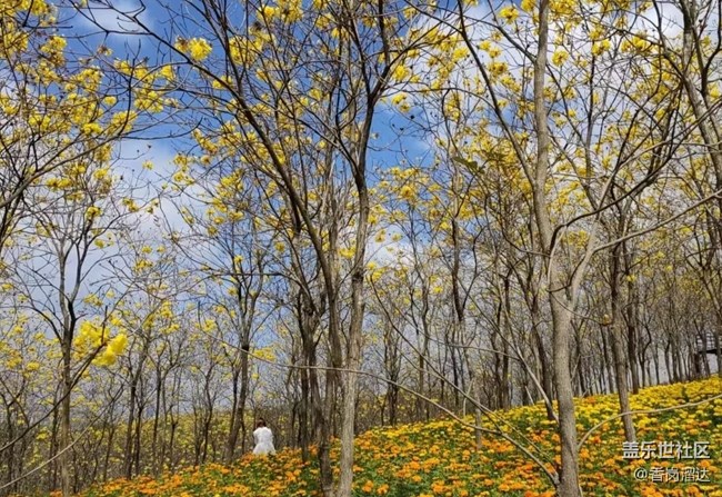 【行旅閱山河】風(fēng)鈴花木