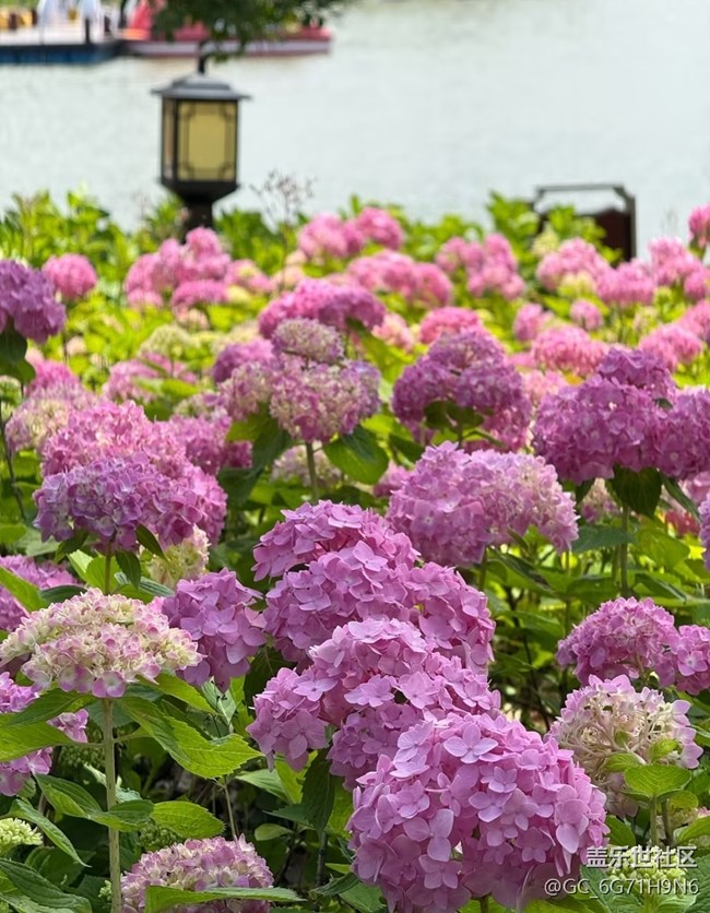 【行旅閱山河】追花之旅