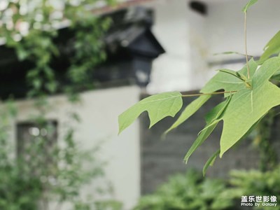 一花一葉總關(guān)情