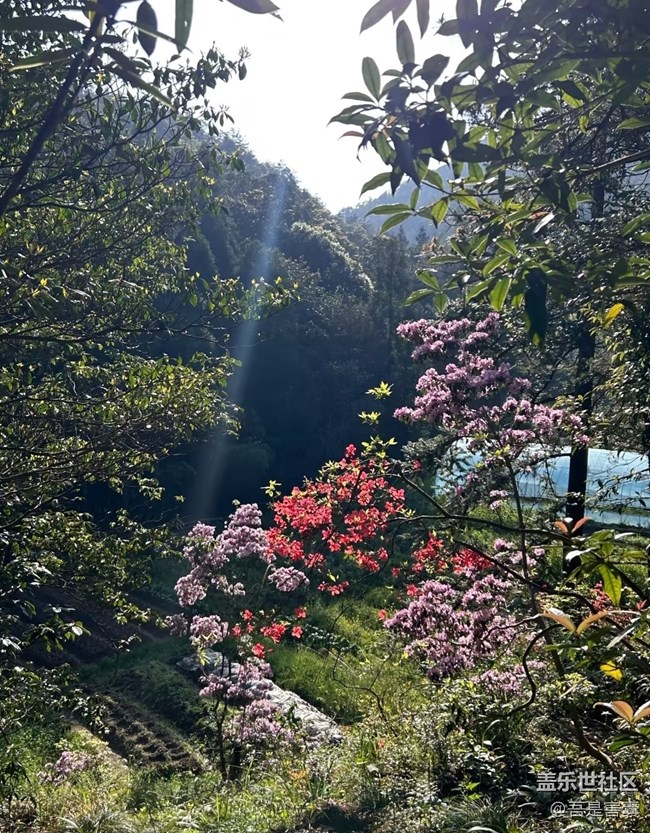 【行旅閱山河】開花
