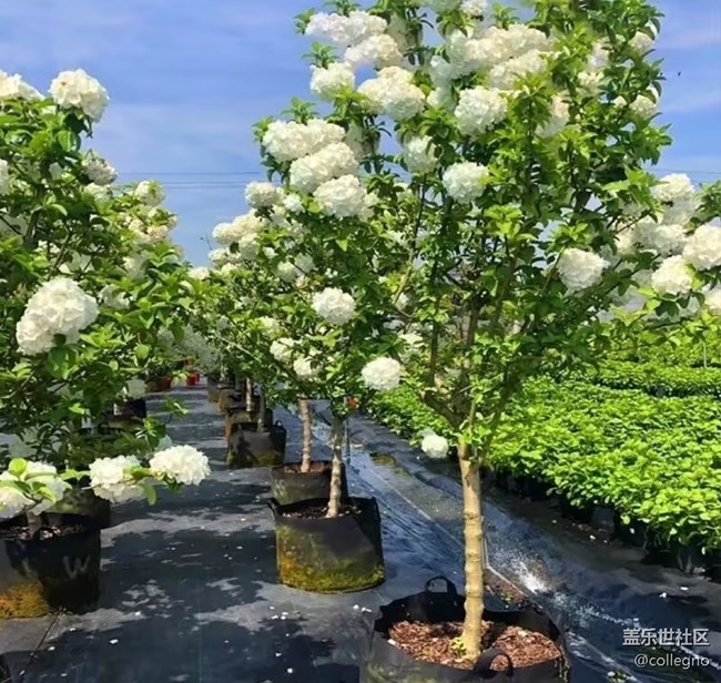 【行旅閱山河】木繡球