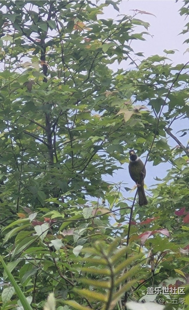 【行旅閱山河】鳥兒